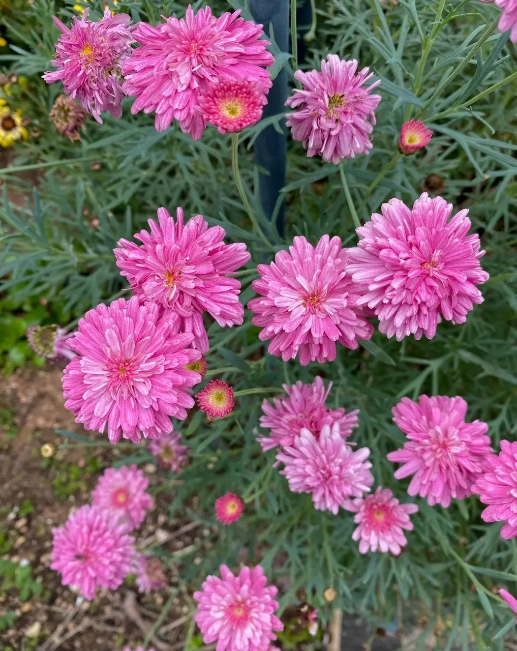 Federation Daisy Sunday Best cuttings or potted live plant