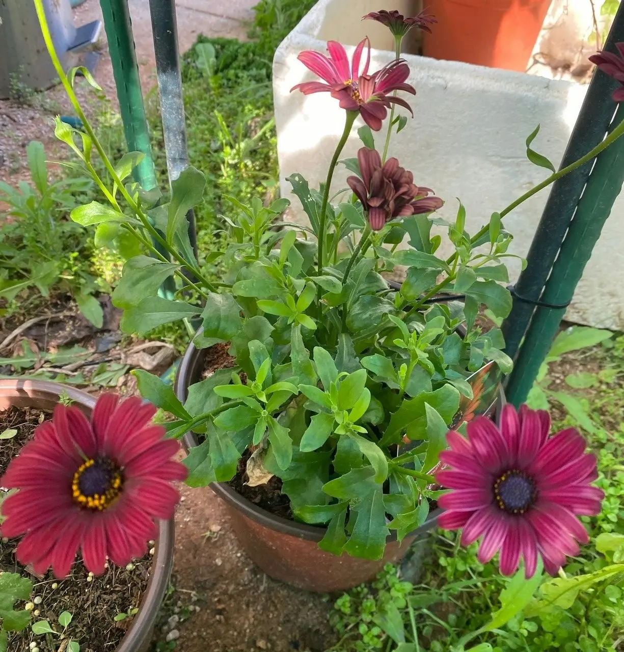 Osteospermum Elite Ruby (African Daisy) Live Plant