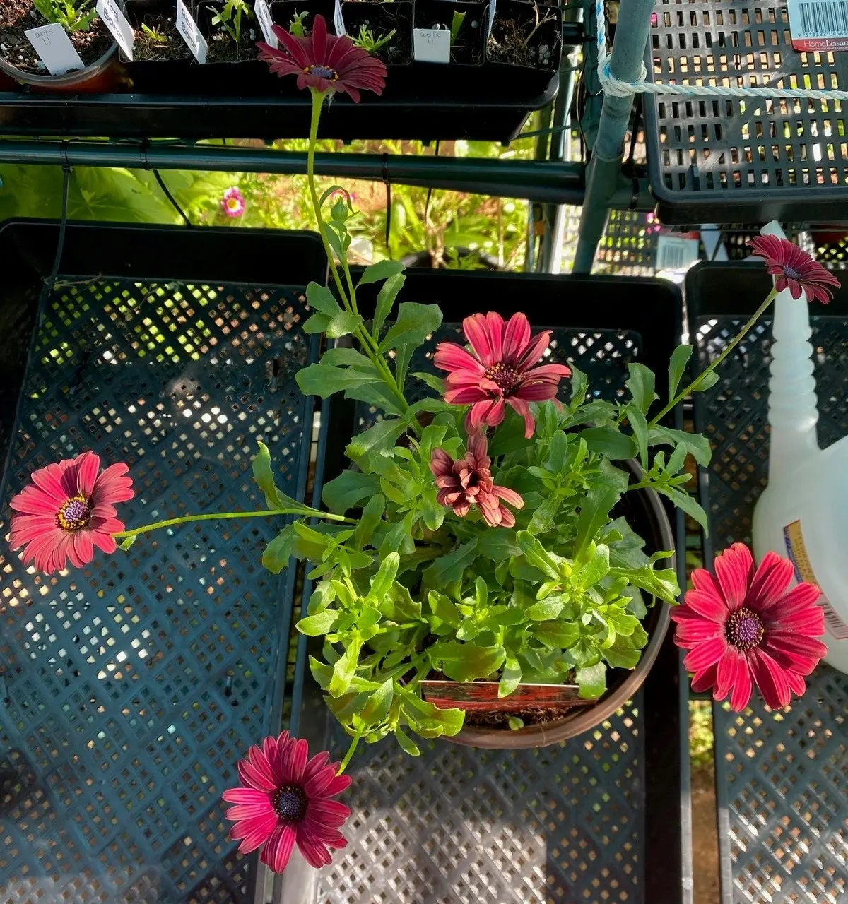 Osteospermum Elite Ruby (African Daisy) Live Plant