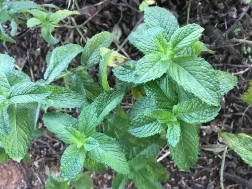 Spearmint Herb Plant, Tube stock or Potted Live Plant