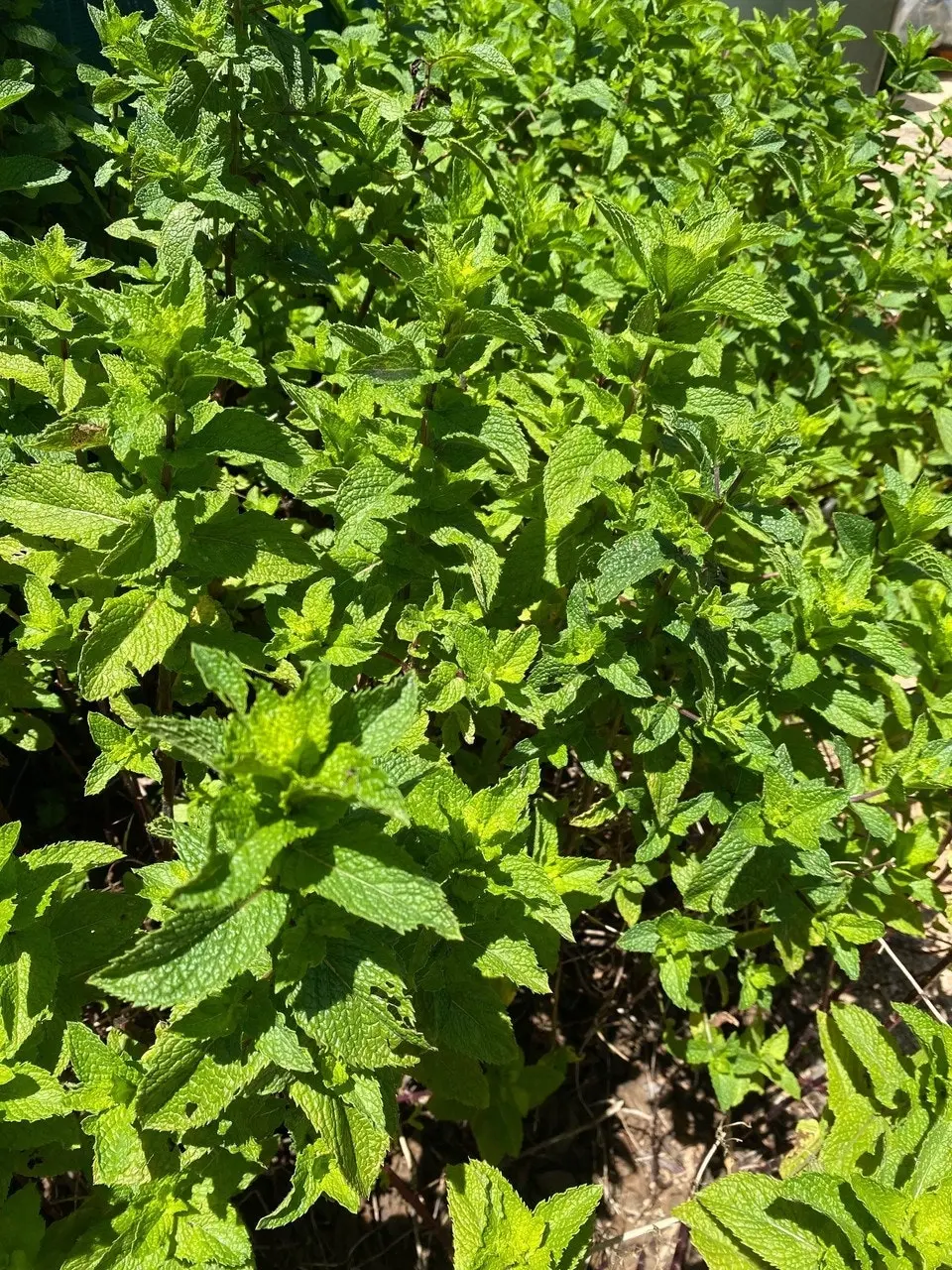 Spearmint Herb Plant, Tube stock or Potted Live Plant