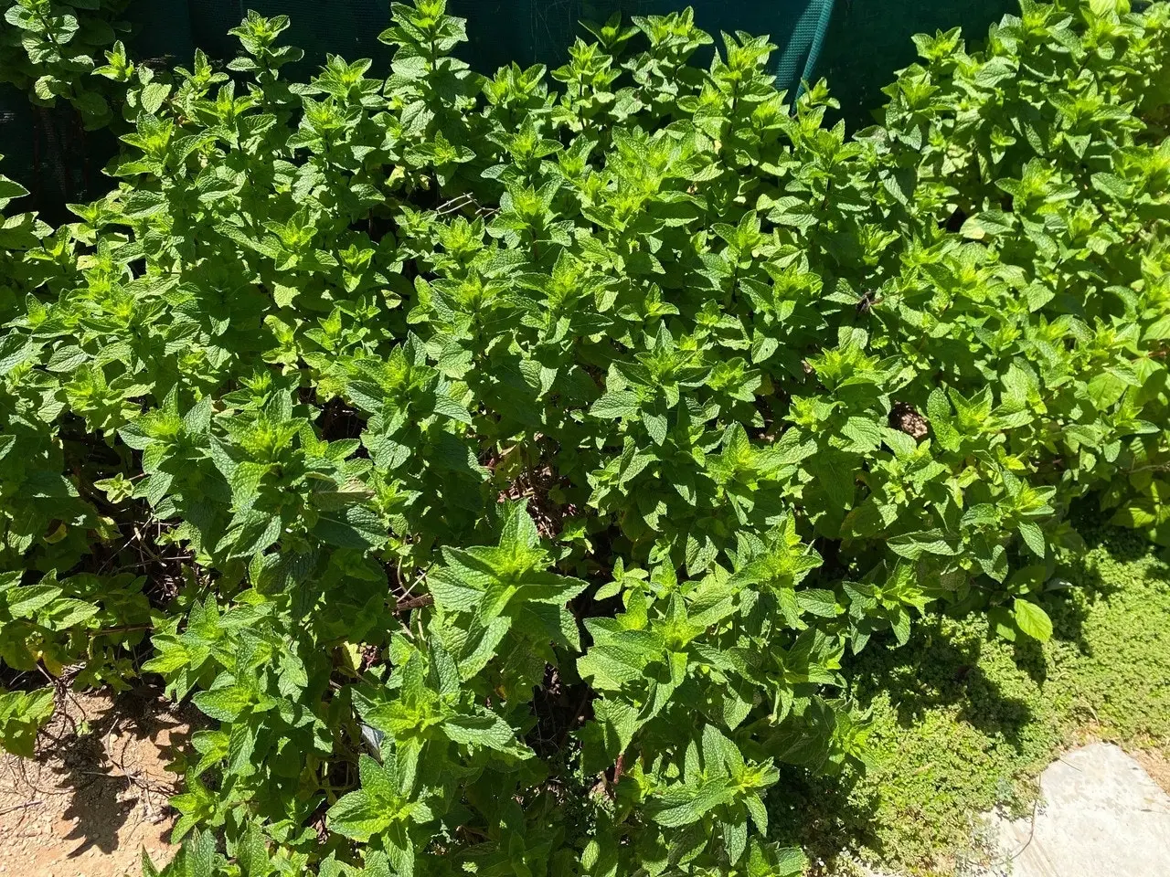 Spearmint Herb Plant, Tube stock or Potted Live Plant