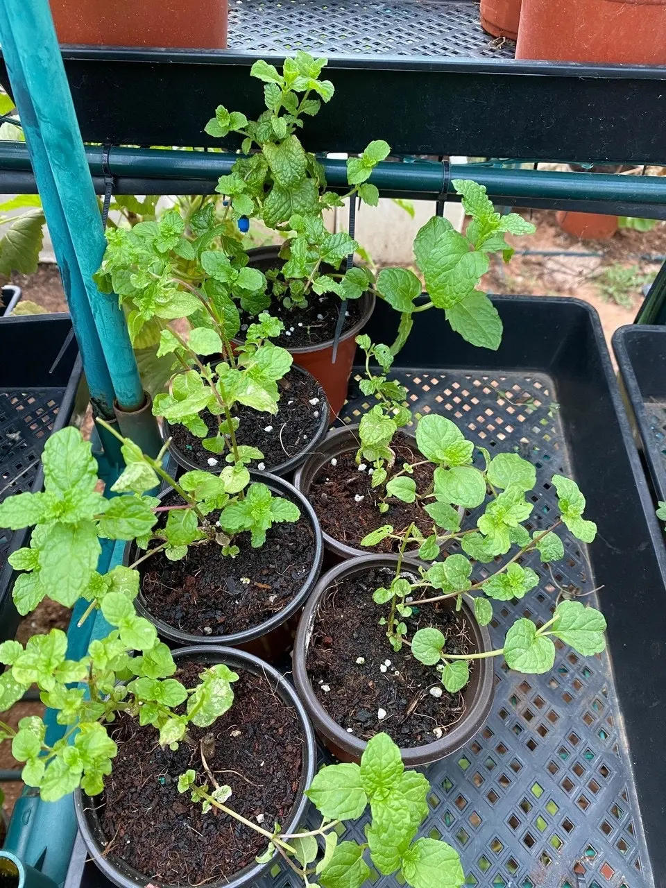 Spearmint Herb Plant, Tube stock or Potted Live Plant