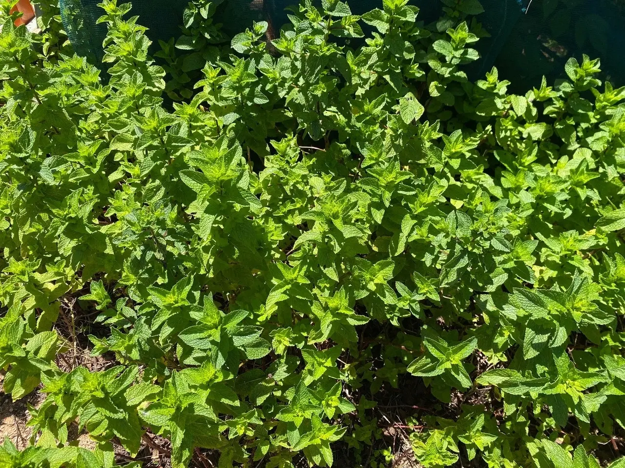 Spearmint Herb Plant, Tube stock or Potted Live Plant