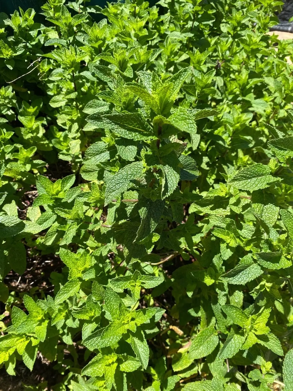 Spearmint Herb Plant, Tube stock or Potted Live Plant