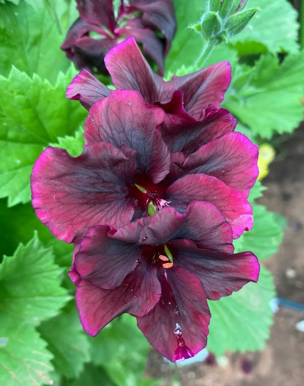 Geranium Pelargonium Dark Secret Live Cuttings or Potted Plant