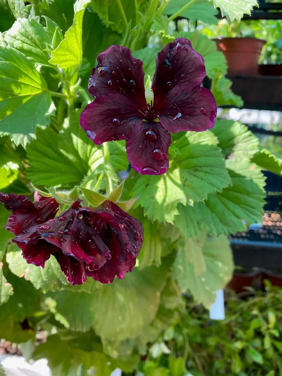 Geranium Pelargonium Dark Secret Live Cuttings or Potted Plant