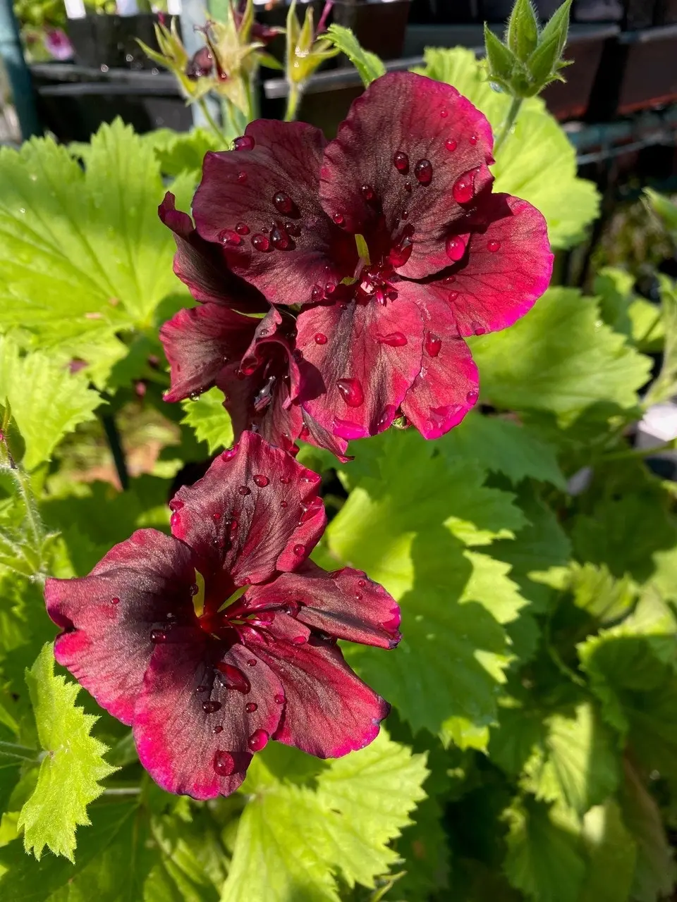 Geranium Pelargonium Dark Secret Live Cuttings or Potted Plant