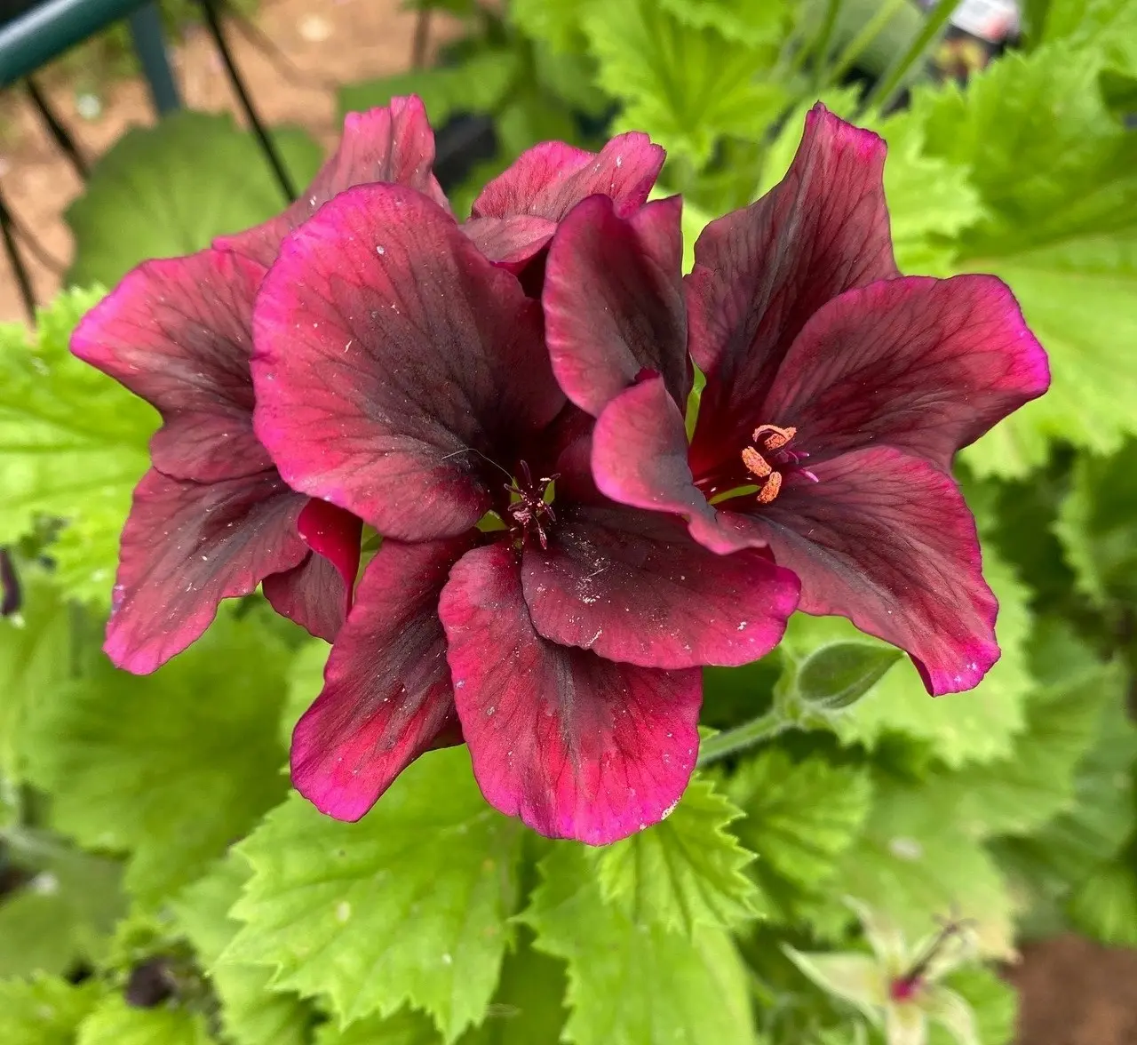 Geranium Pelargonium Dark Secret Live Cuttings or Potted Plant