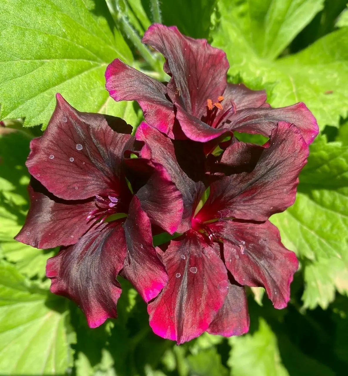 Geranium Pelargonium Dark Secret Live Cuttings or Potted Plant