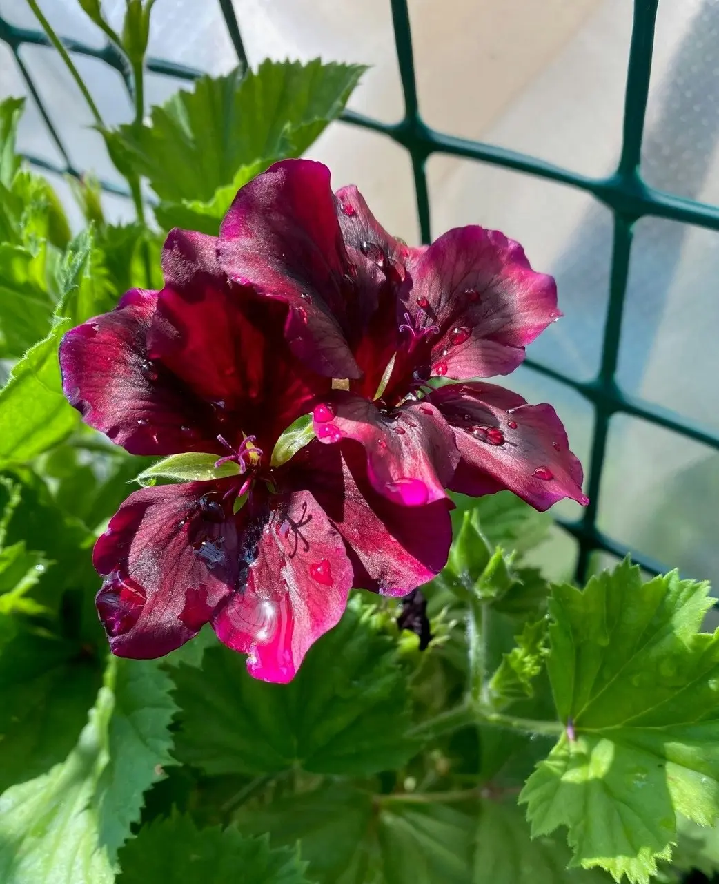 Geranium Pelargonium Dark Secret Live Cuttings or Potted Plant