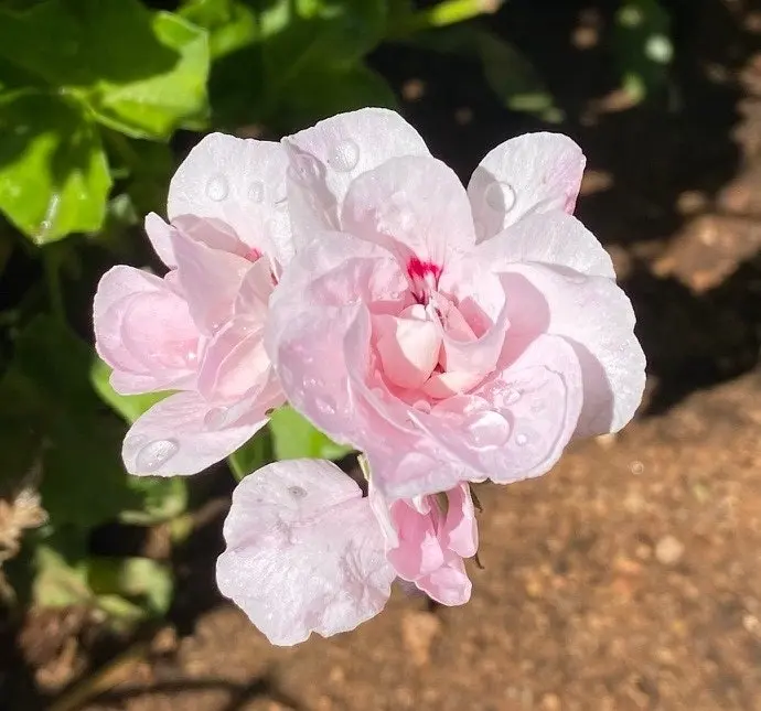 Ivy Geranium Pink Dust Live Cuttings or Potted Plant