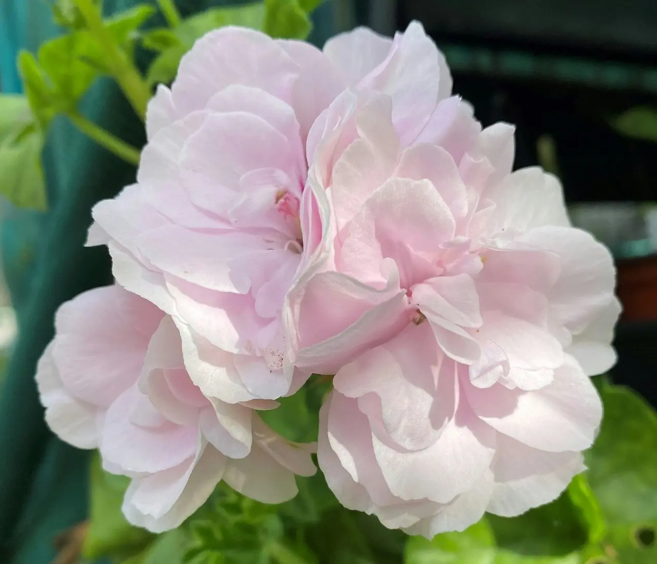 Ivy Geranium Pink Dust Live Cuttings or Potted Plant