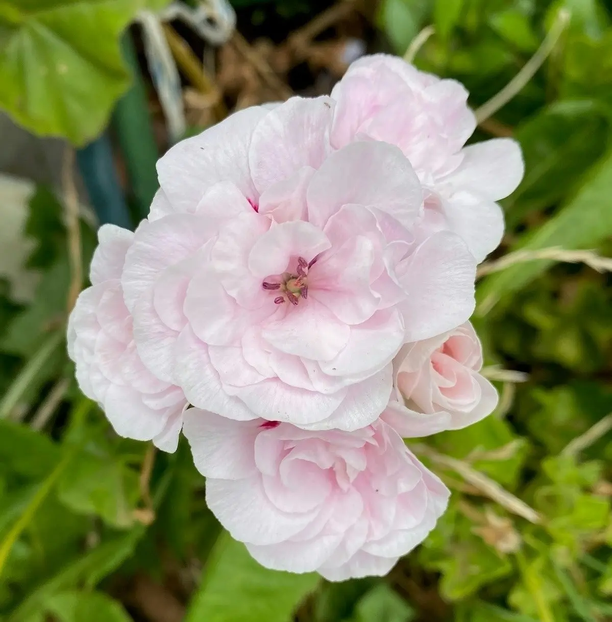 Ivy Geranium Pink Dust Live Cuttings or Potted Plant