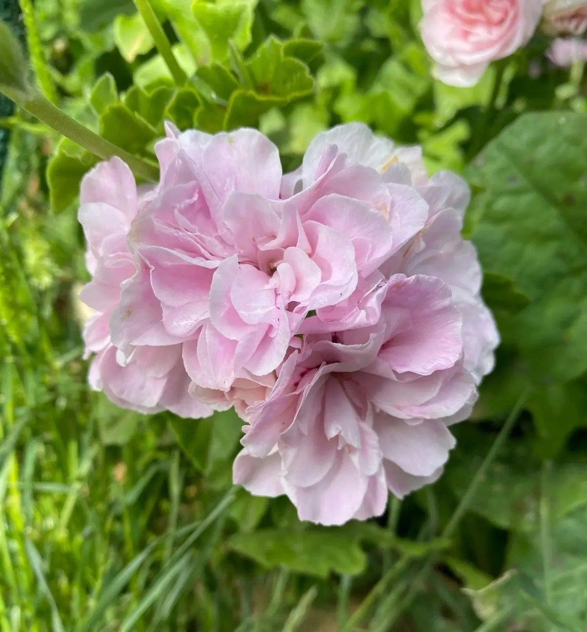 Ivy Geranium Pink Dust Live Cuttings or Potted Plant