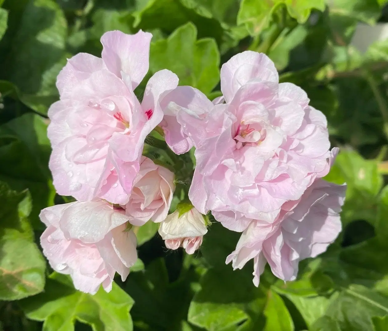 Ivy Geranium Pink Dust Live Cuttings or Potted Plant