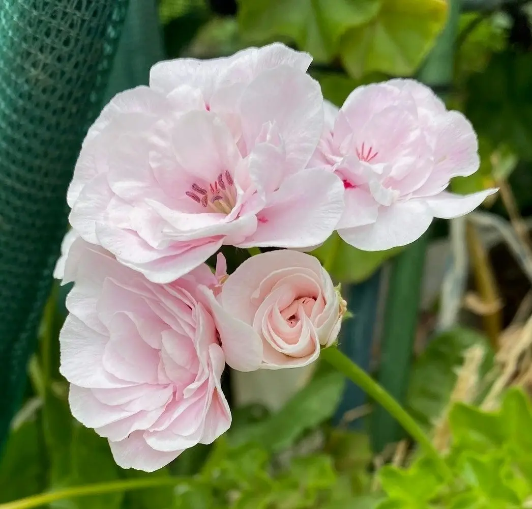 Ivy Geranium Pink Dust Live Cuttings or Potted Plant