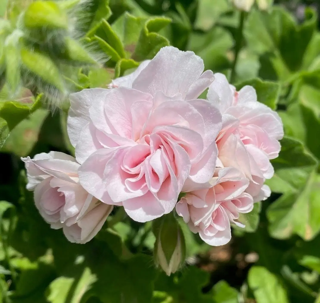 Ivy Geranium Pink Dust Live Cuttings or Potted Plant