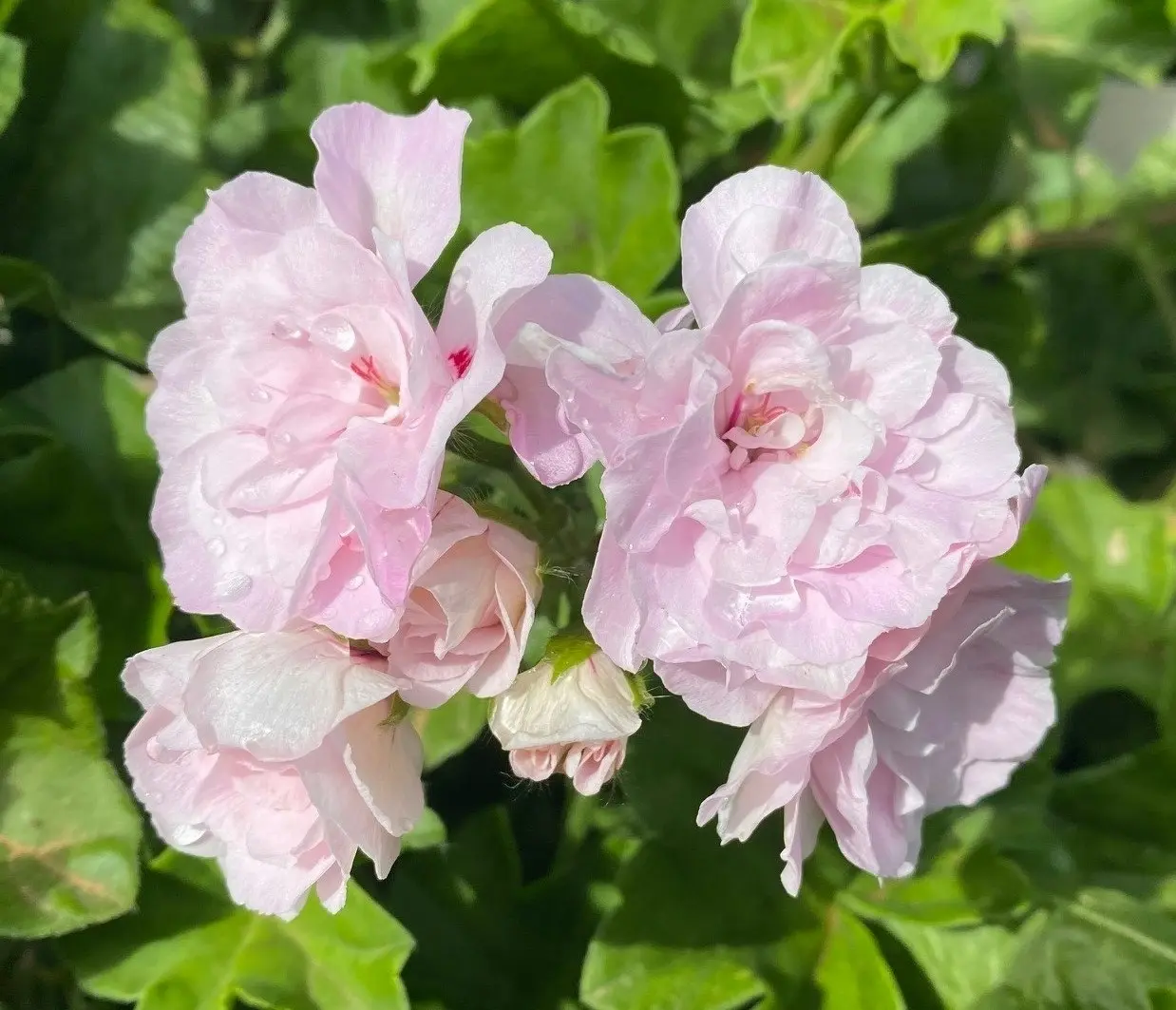 Ivy Geranium Pink Dust Live Cuttings or Potted Plant