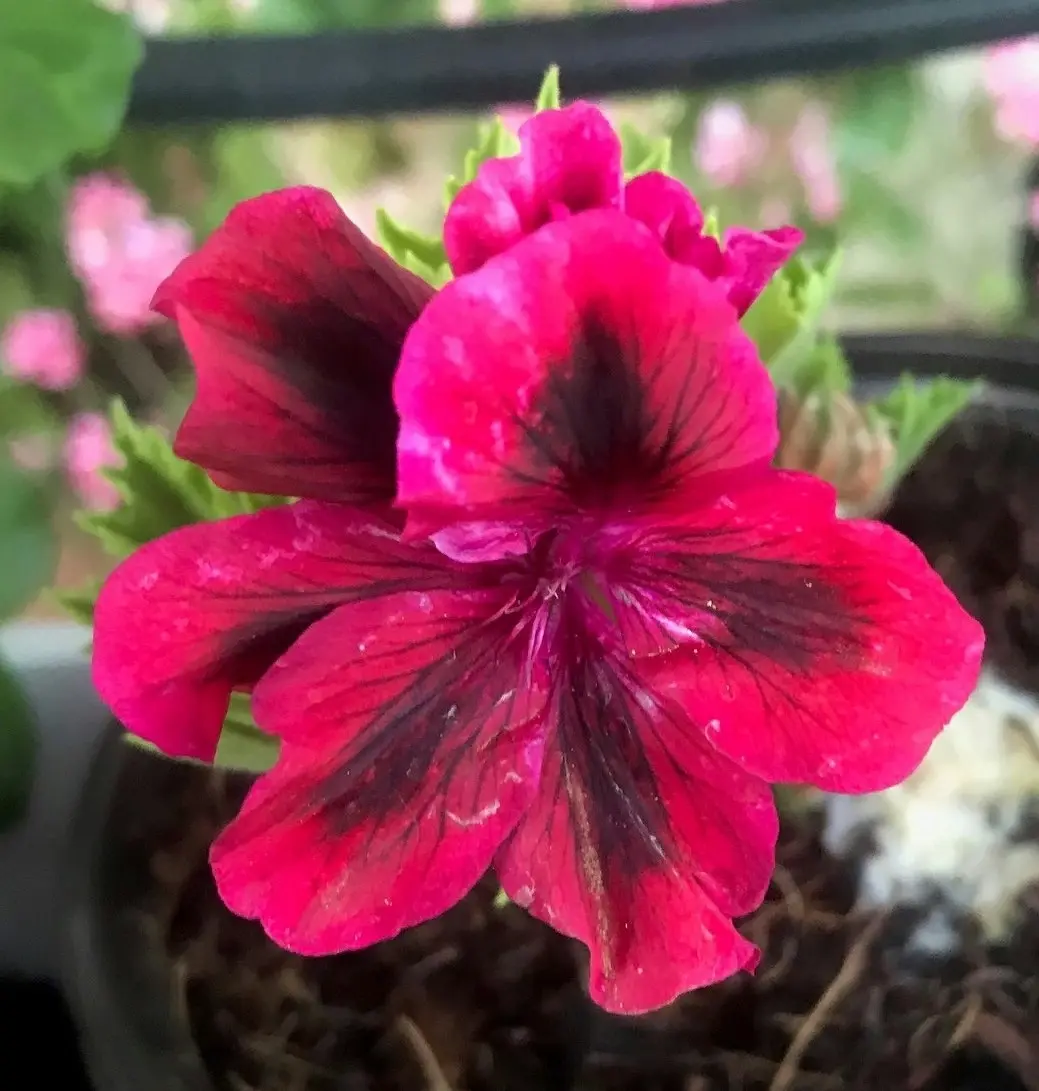 Geranium Pelargonium Aldwyck Live Cuttings or Potted Plant