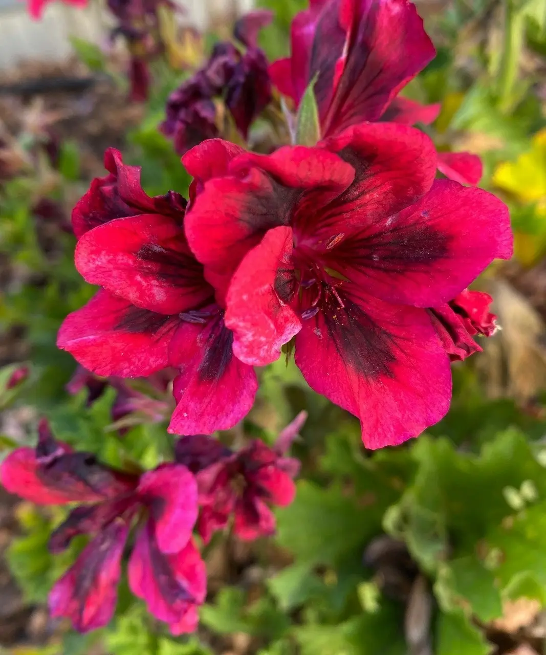 Geranium Pelargonium Aldwyck Live Cuttings or Potted Plant