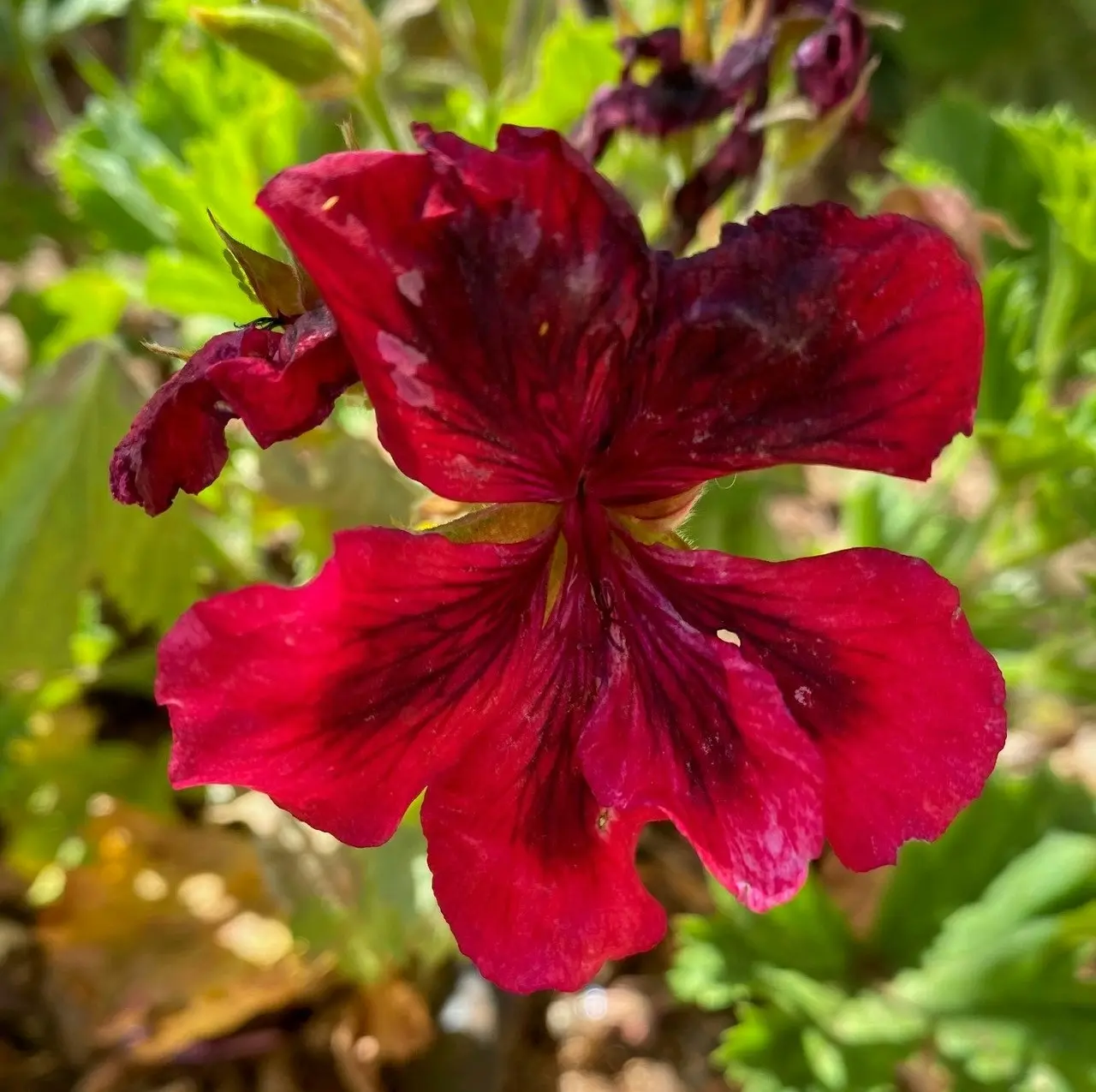 Geranium Pelargonium Aldwyck Live Cuttings or Potted Plant