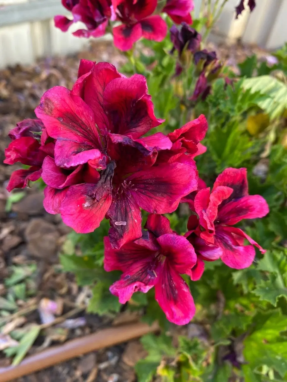 Geranium Pelargonium Aldwyck Live Cuttings or Potted Plant