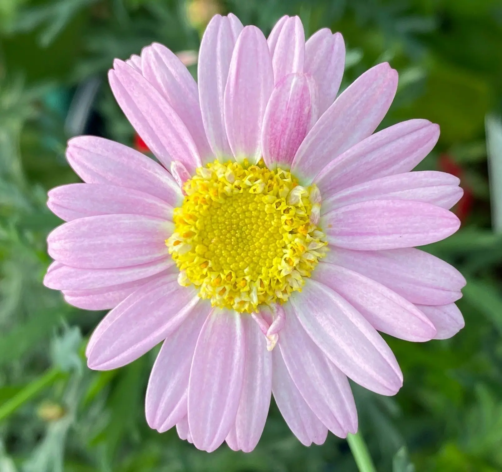 Marguerite Daisy LaRita Rose Daisy