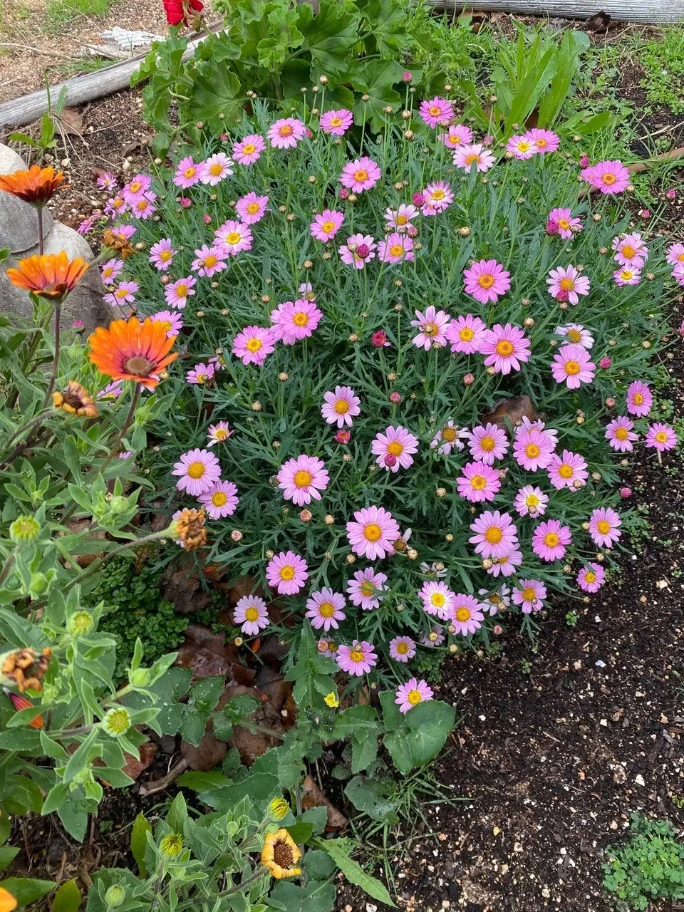 Marguerite Daisy LaRita Rose Daisy