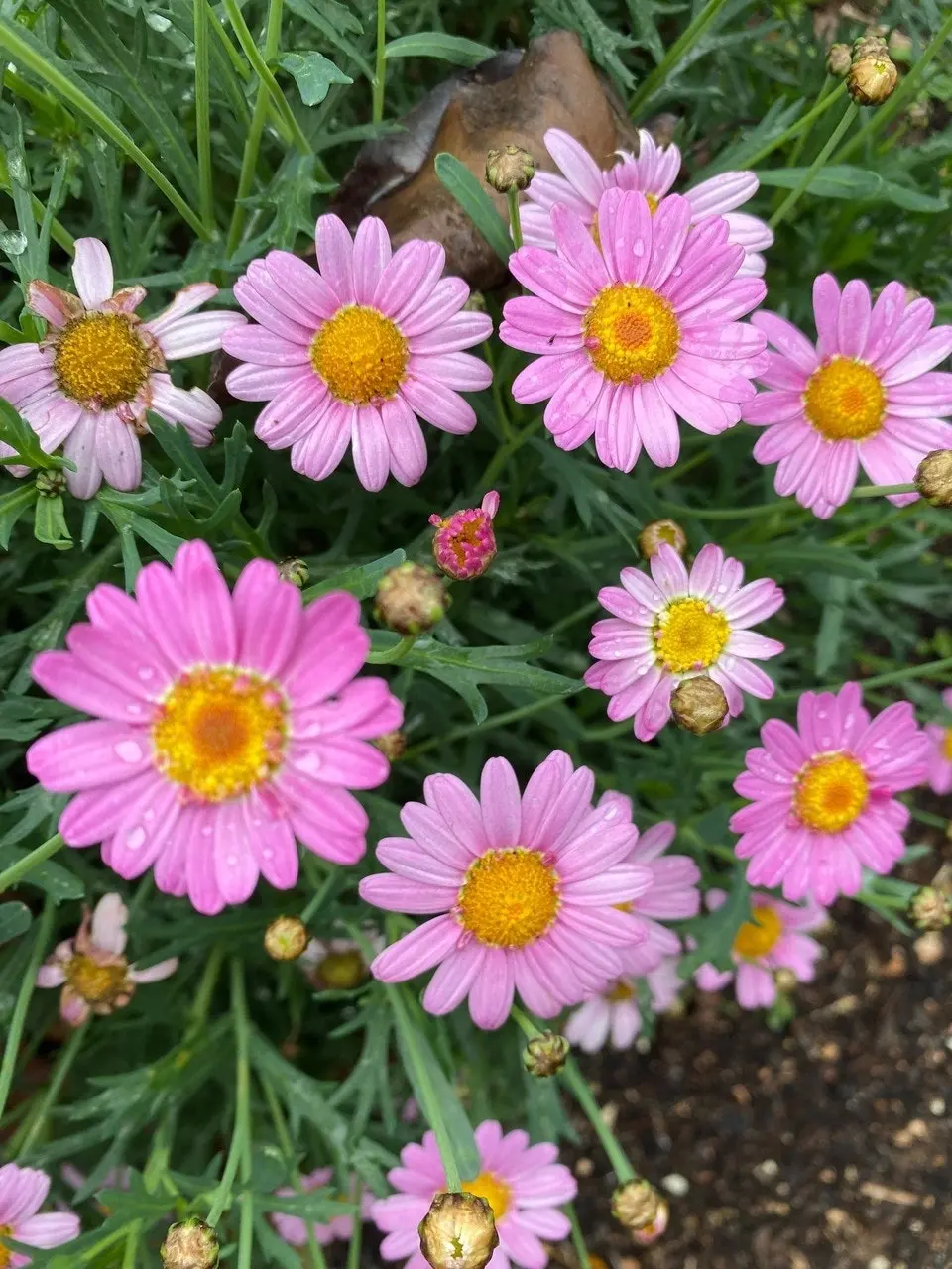 Marguerite Daisy LaRita Rose Daisy