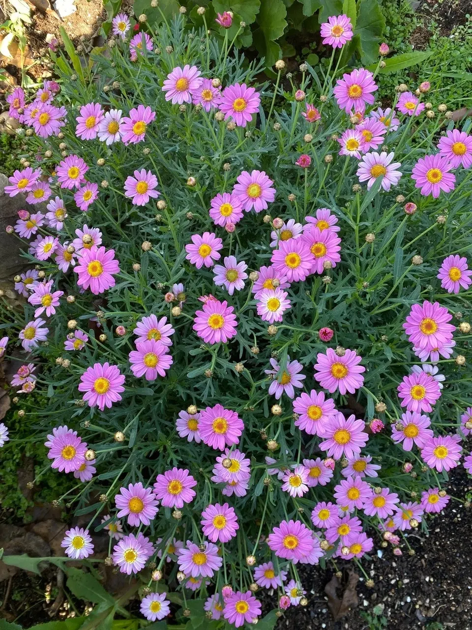 Marguerite Daisy LaRita Rose Daisy