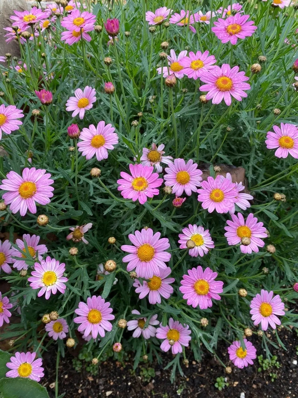 Marguerite Daisy LaRita Rose Daisy