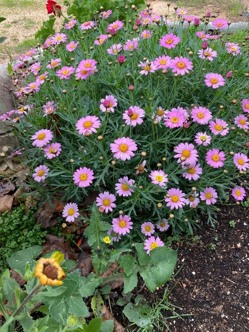 Marguerite Daisy LaRita Rose Daisy