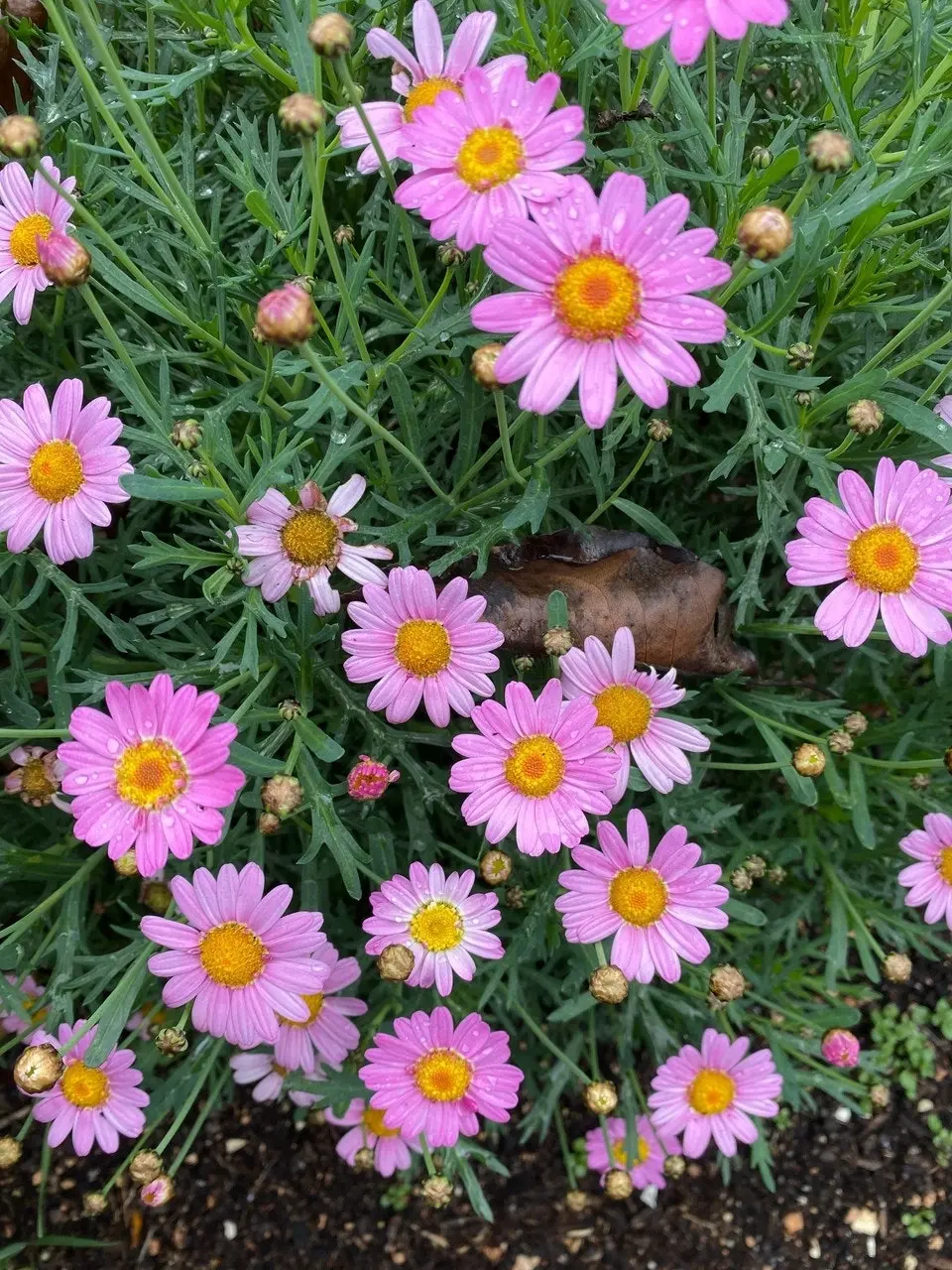 Marguerite Daisy LaRita Rose Daisy