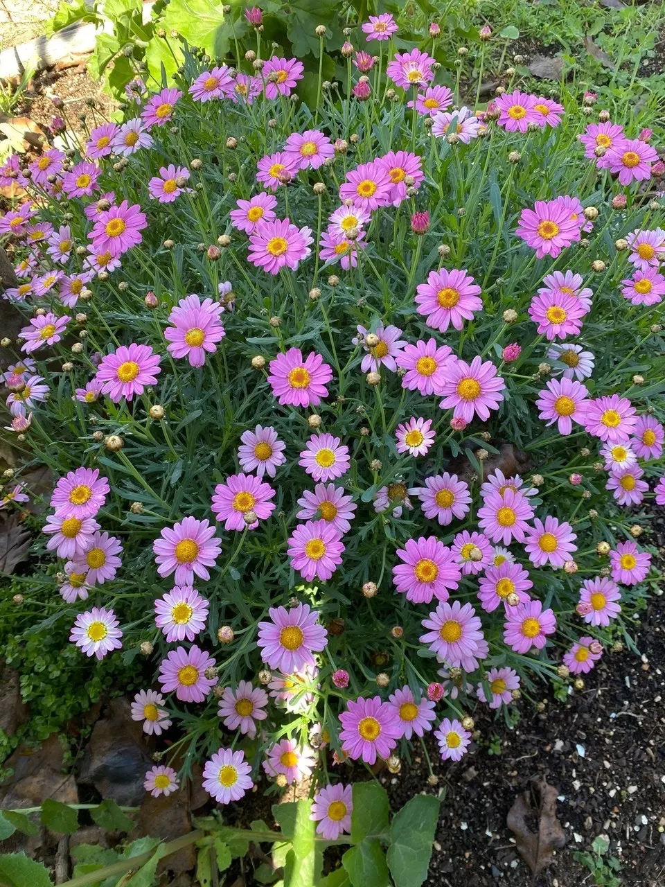 Marguerite Daisy LaRita Rose Daisy