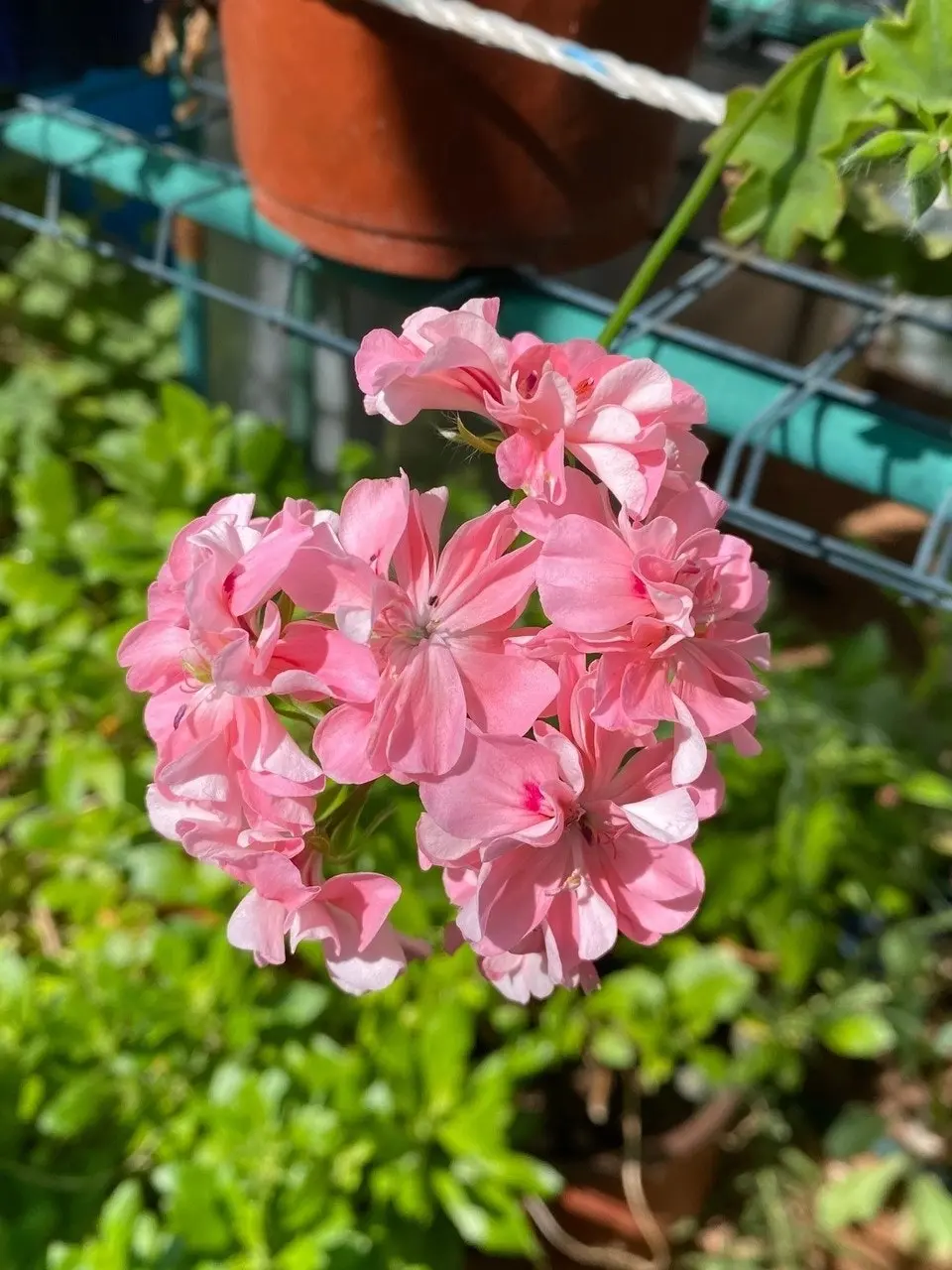 Ivy Geranium Apricot Queen Live Cuttings or Potted Plant