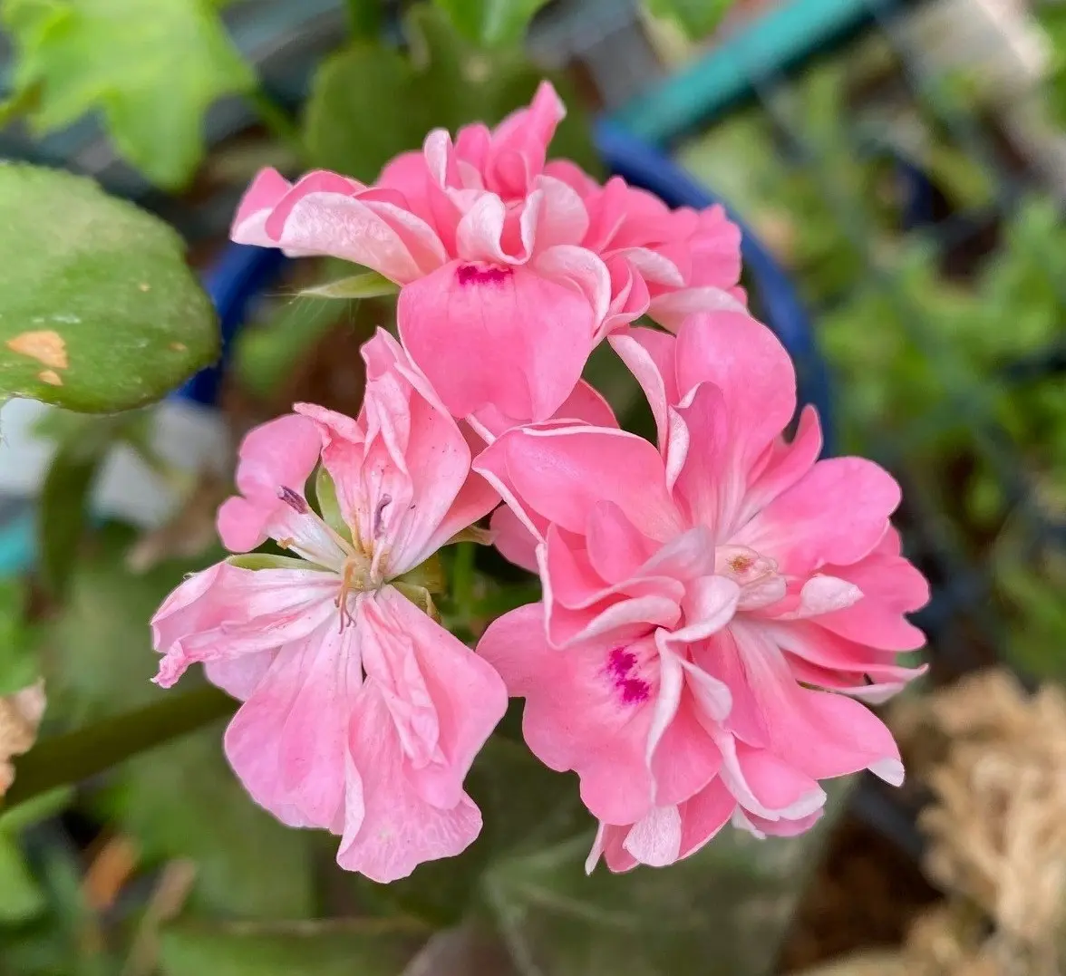 Ivy Geranium Apricot Queen Live Cuttings or Potted Plant