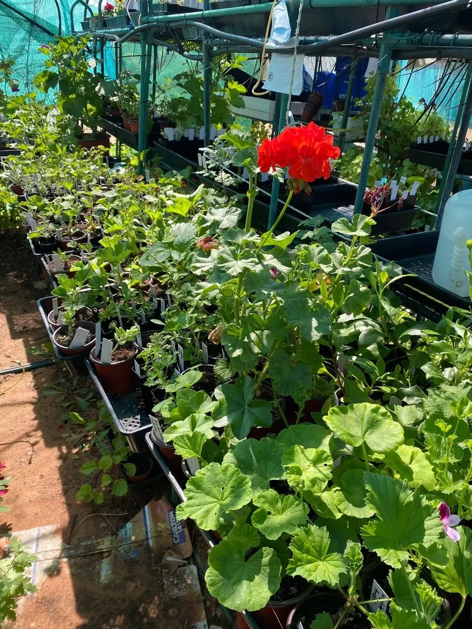 Ivy Geranium Apricot Queen Live Cuttings or Potted Plant