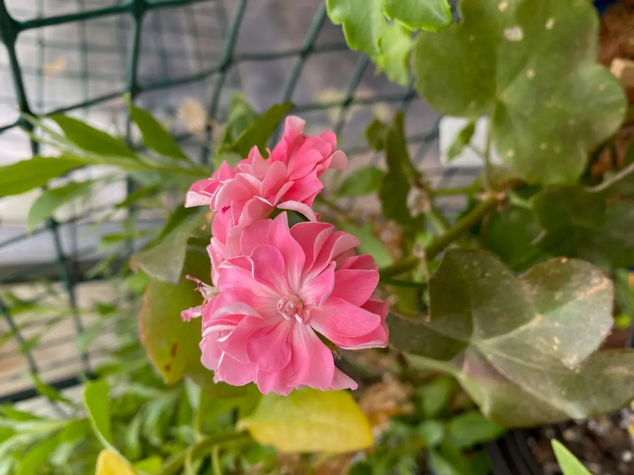 Ivy Geranium Apricot Queen Live Cuttings or Potted Plant