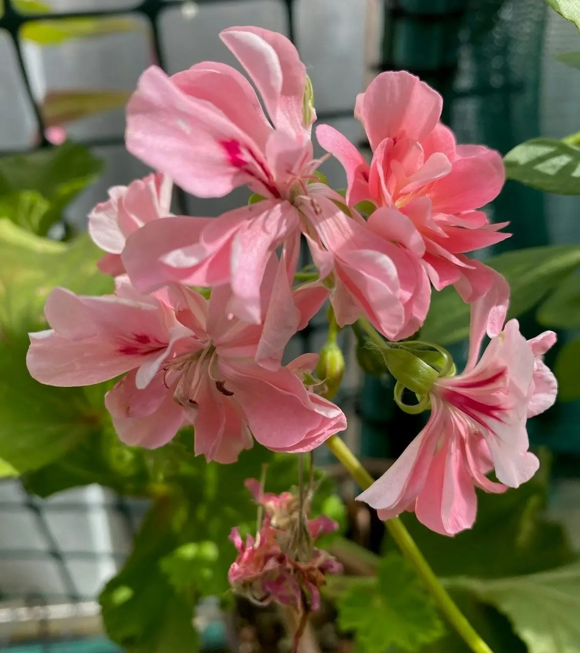 Ivy Geranium Apricot Queen Live Cuttings or Potted Plant