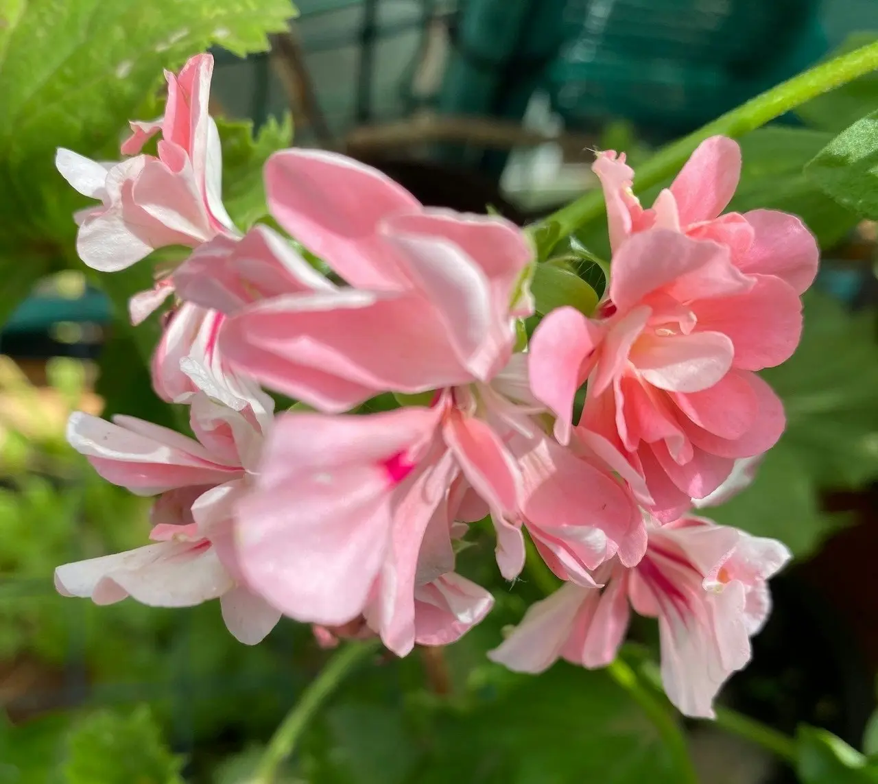 Ivy Geranium Apricot Queen Live Cuttings or Potted Plant