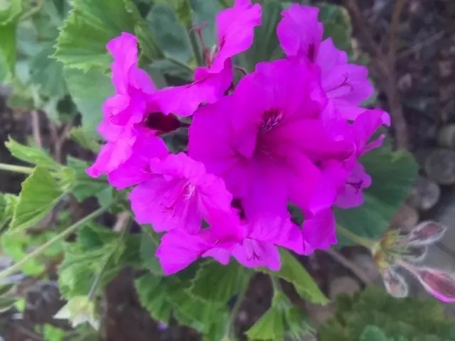 Geranium/Pelargonium Magenta Live Plant Cuttings or Potted