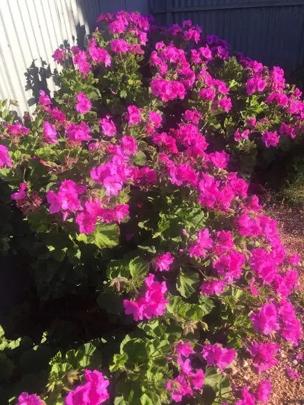 Geranium/Pelargonium Magenta Live Plant Cuttings or Potted