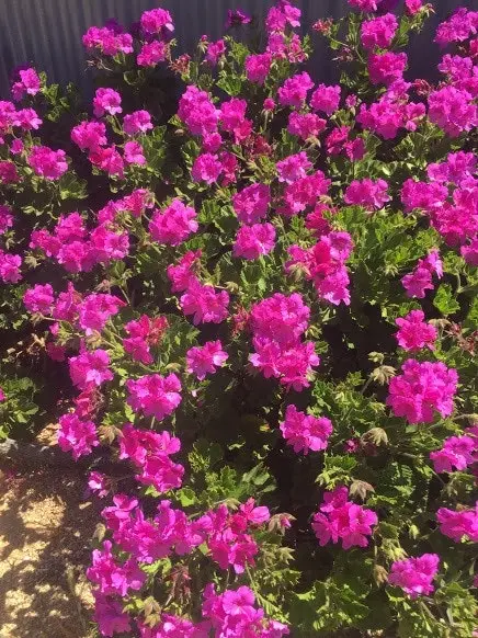 Geranium/Pelargonium Magenta Live Plant Cuttings or Potted