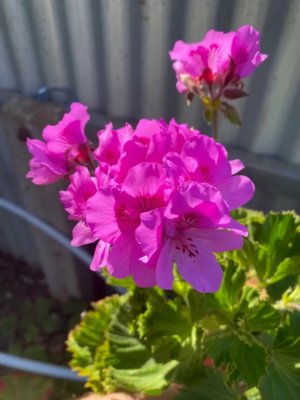 Geranium/Pelargonium Magenta Live Plant Cuttings or Potted