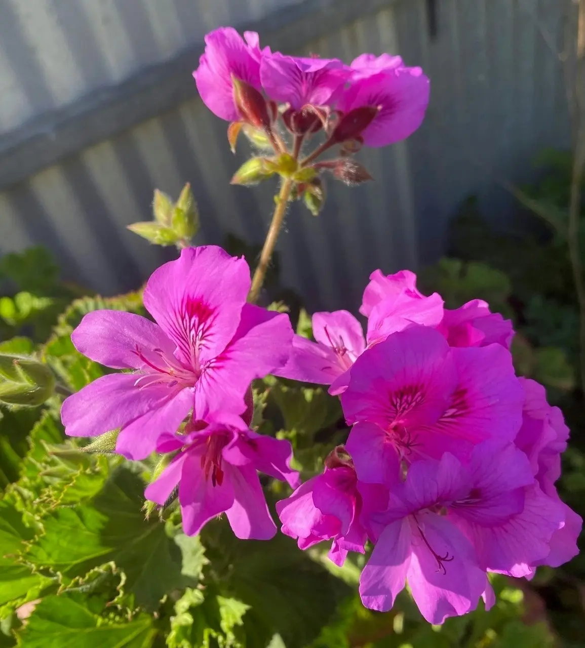 Geranium/Pelargonium Magenta Live Plant Cuttings or Potted