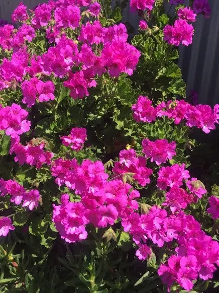 Geranium/Pelargonium Magenta Live Plant Cuttings or Potted