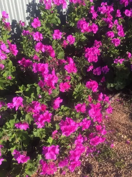 Geranium/Pelargonium Magenta Live Plant Cuttings or Potted