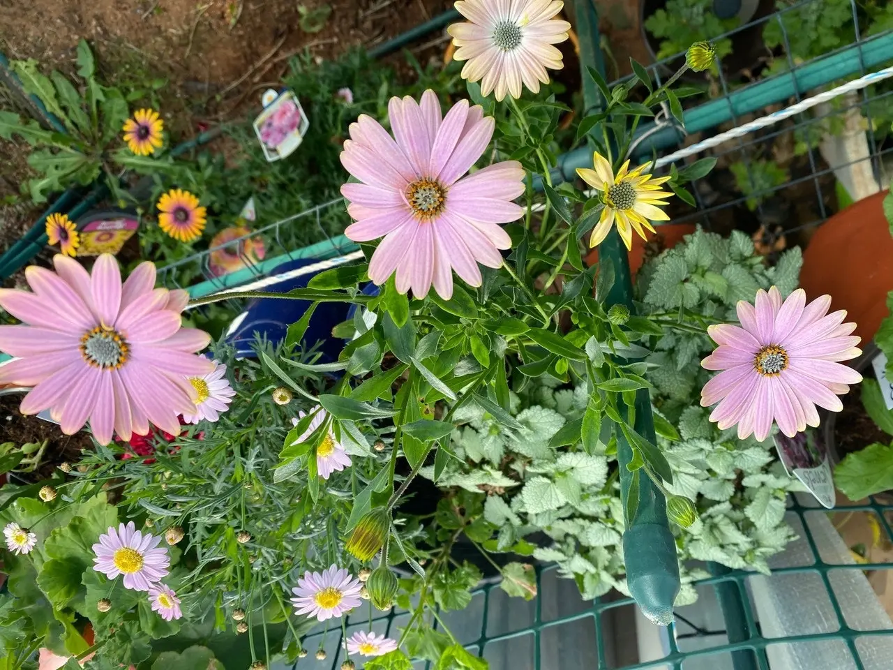 Osteospermum Margarita Sunset (African Daisy) Live Plant