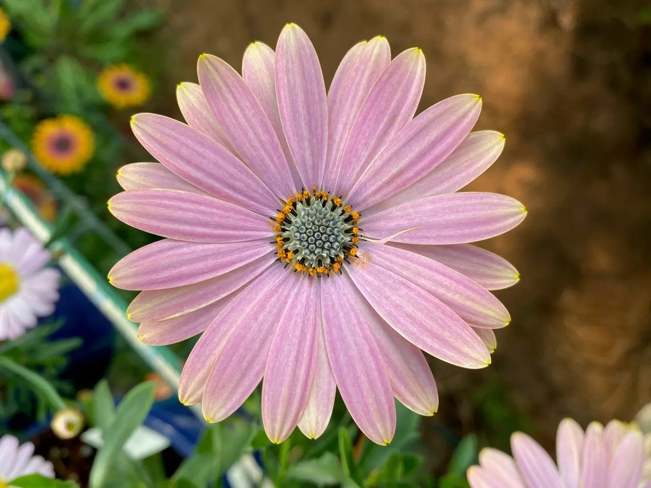 Osteospermum Margarita Sunset (African Daisy) Live Plant